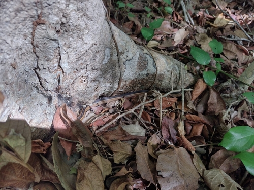 Faded Black-striped Snake