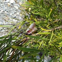 Pterophylla beltrani