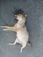 Canis aureus indicus