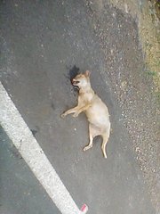 Canis aureus indicus