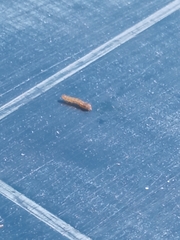 Lepidoptera