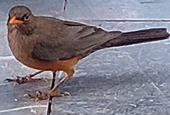 Turdus abyssinicus