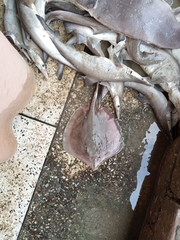 Brevitrygon imbricata