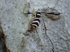 Salticus austinensis