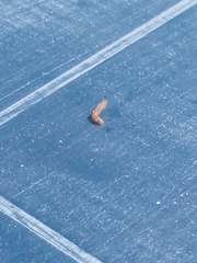 Lepidoptera