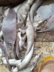 Scoliodon laticaudus