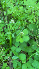 Trifolium stoloniferum