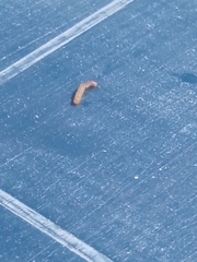 Lepidoptera