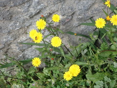 Asteraceae