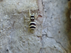 Salticus austinensis