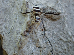 Salticus austinensis