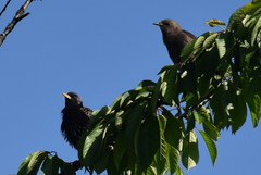 Sturnus vulgaris