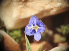Veronica glauca