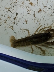 Cambarus robustus