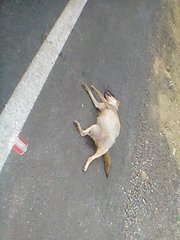 Canis aureus indicus