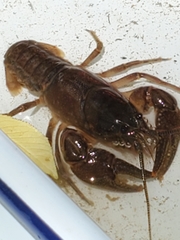 Cambarus robustus