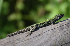 Podarcis muralis