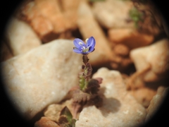 Veronica glauca