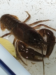 Cambarus robustus