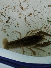 Cambarus robustus