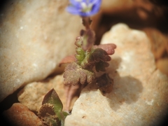 Veronica glauca