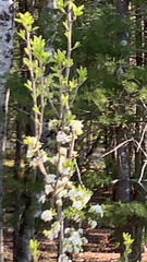 Protonotaria citrea