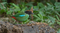 Pitta sordida cucullata