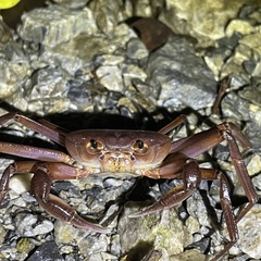 Geothelphusa tenuimanus