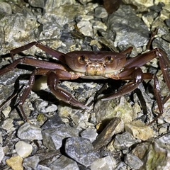 Geothelphusa tenuimanus