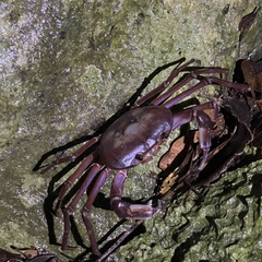 Geothelphusa tenuimanus