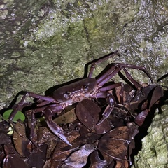 Geothelphusa tenuimanus
