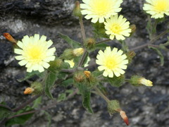 Andryala integrifolia