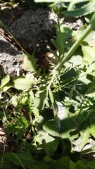 Centranthus calcitrapae
