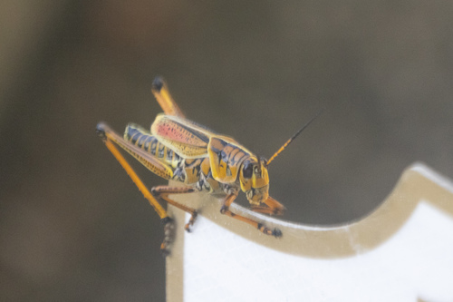 Photo of Eastern Lubber Grasshopper (Romalea microptera)