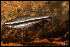 Golden Pencilfish photo 2