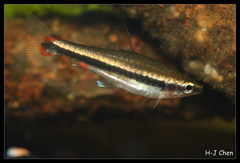 Golden Pencilfish photo 3