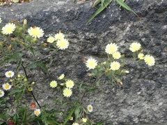 Andryala integrifolia