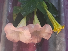 Brugmansia