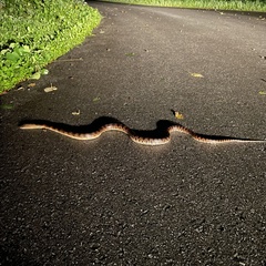 Lycodon semicarinatus