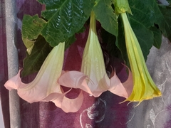 Brugmansia