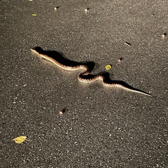 Lycodon semicarinatus