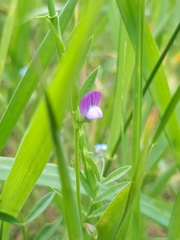 Lathyrus hirsutus