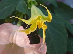Brugmansia