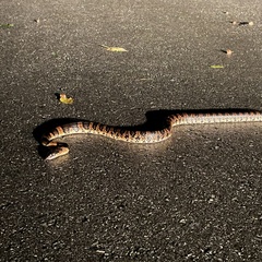 Lycodon semicarinatus