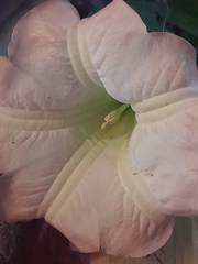 Brugmansia