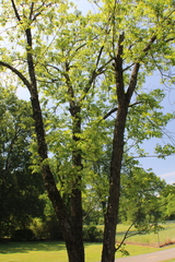 Phylloxera devastatrix