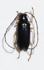 Luperus longicornis