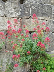Centranthus ruber