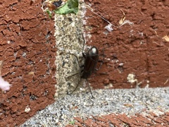 Tarpela micans