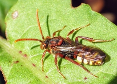 Nomada flava